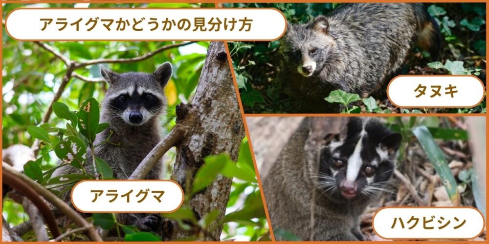 ポイント②タヌキとの見分け方｜誤認識に注意
