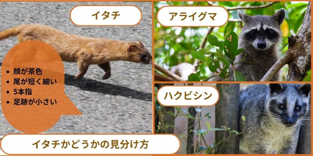 イタチかどうかの見分け方