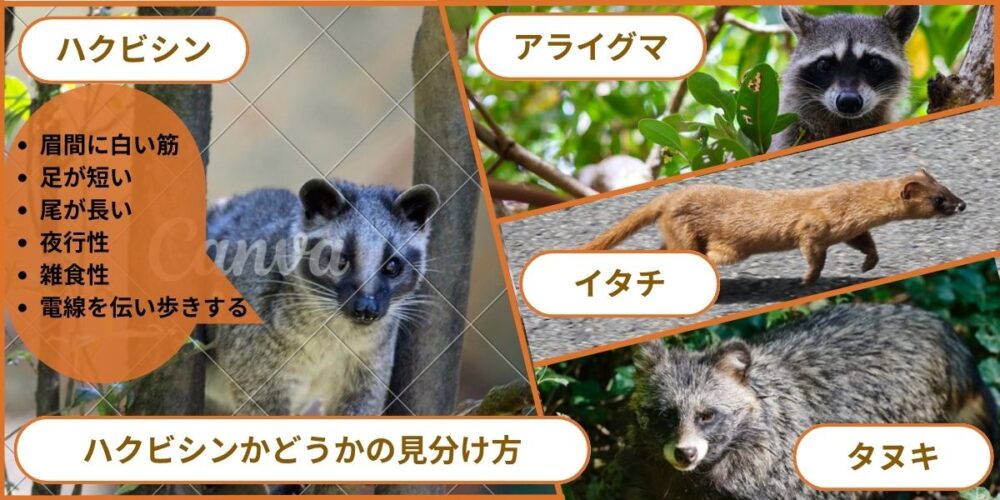 ハクビシンとは？生態・特徴・見分け方【福岡での目撃情報】