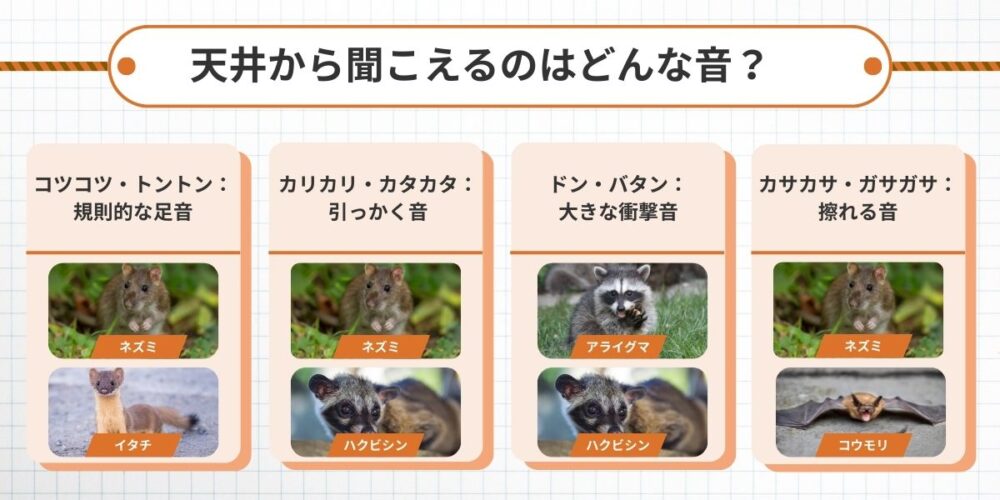 ハクビシン見分け方