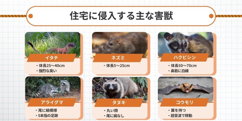 住宅に侵入する害獣