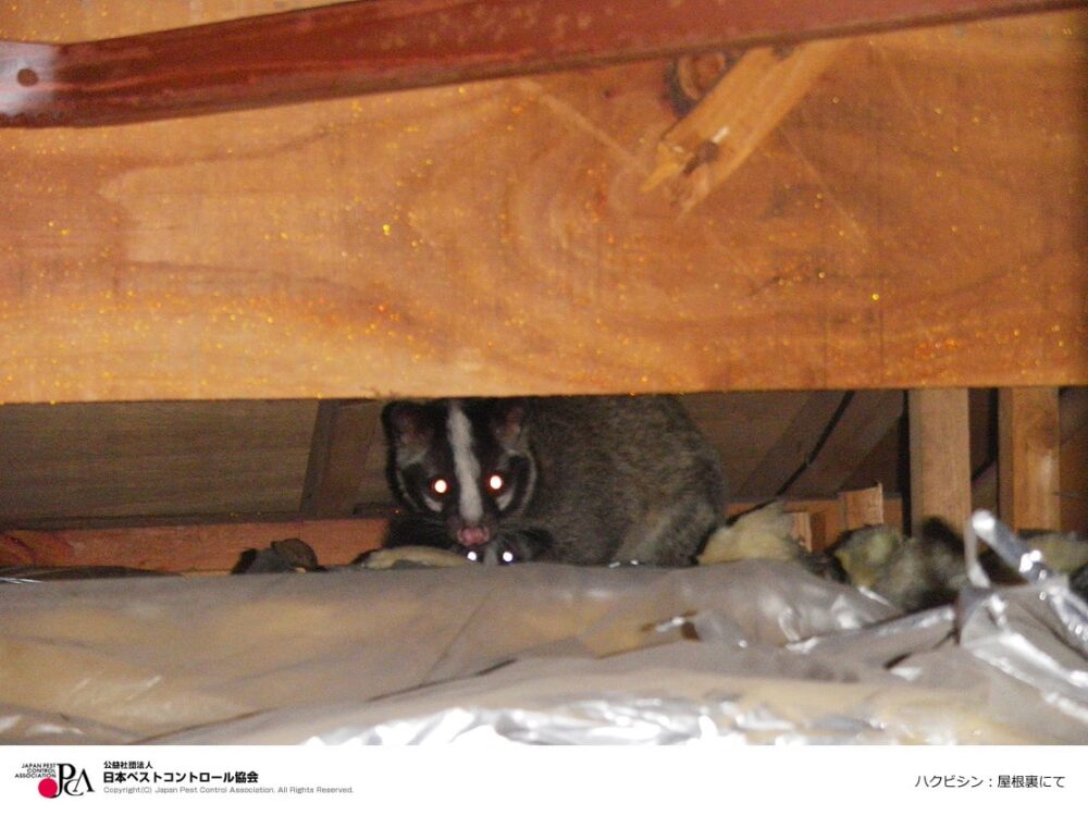 福岡でハクビシンを発見したら今すぐ確認すべき５つのポイント