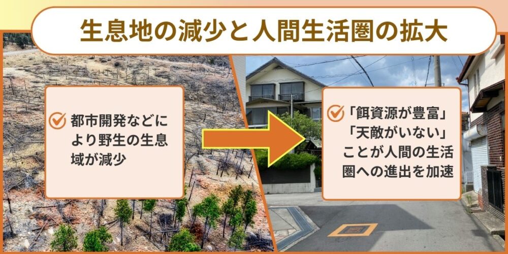 久留米ハクビシン‐環境