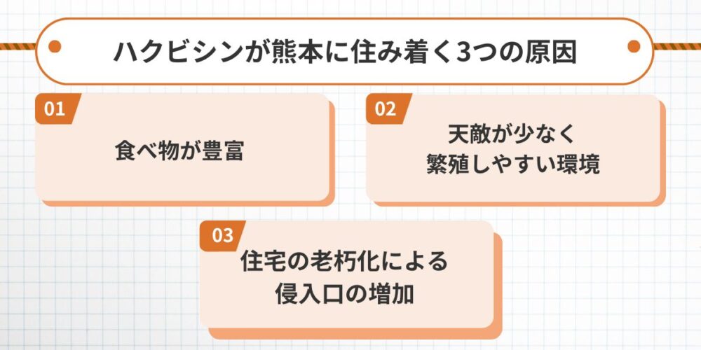 ハクビシンが熊本に住み着く3つの原因