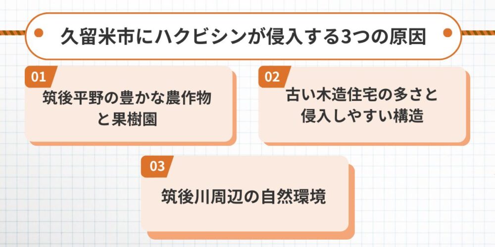 久留米ハクビシン‐久留米に侵入する3つの原因