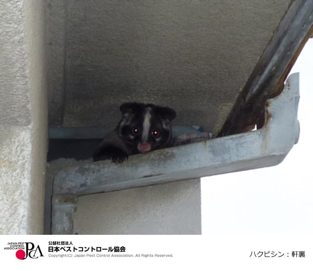 ハクビシンの基本情報