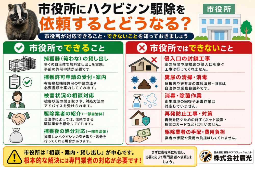 市役所にハクビシン駆除を依頼するとどうなる?