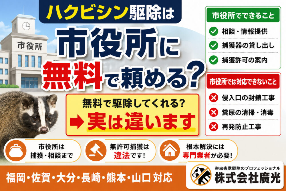 ハクビシン駆除は市役所に無料で頼める？依頼前に知るべき注意点を解説