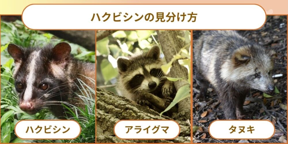 ハクビシン　見分け方