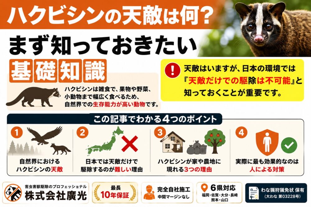 ハクビシンの天敵は何？まず知っておきたい基礎知識