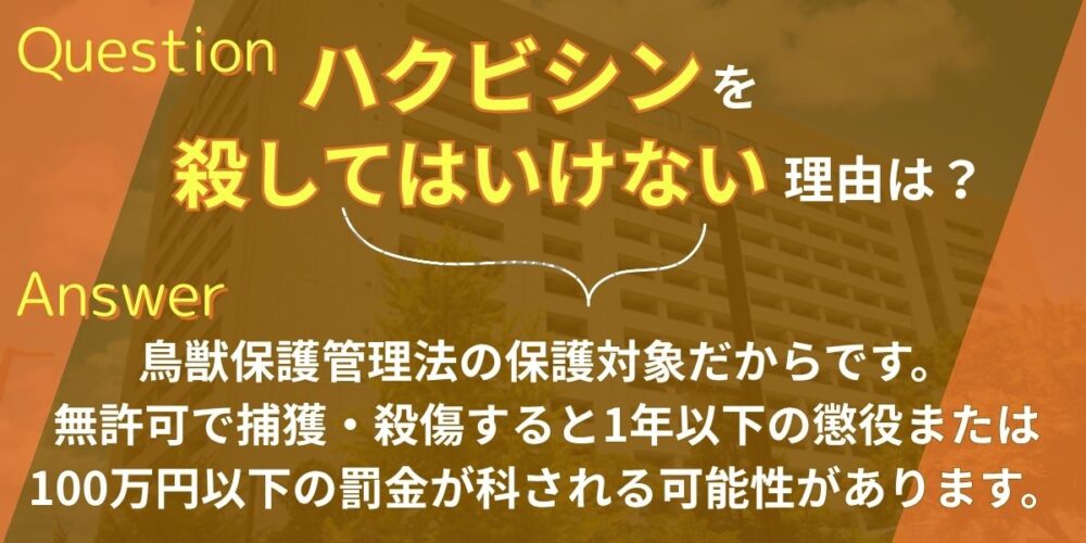 ハクビシンを殺してはいけない理由は？