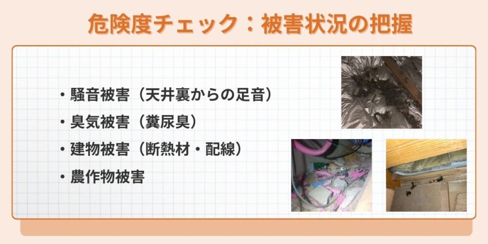 久留米ハクビシン‐チェックリスト