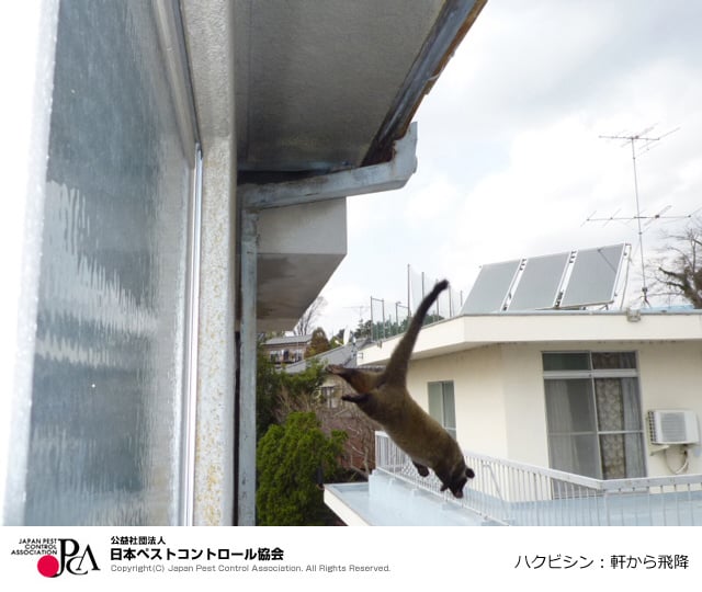 ハクビシン‐PC協会写真