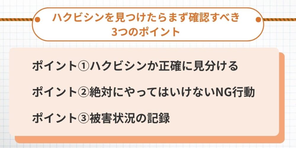 長崎の屋根裏に侵入したハクビシンを発見した時の対処ポイント