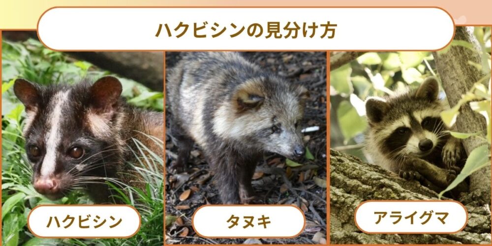 ハクビシンか正確に見分ける｜アライグマ・タヌキとの違い