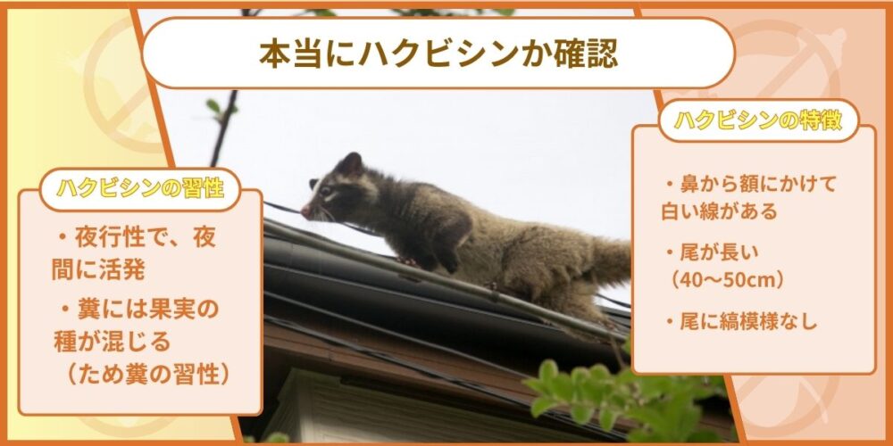 ハクビシン確認