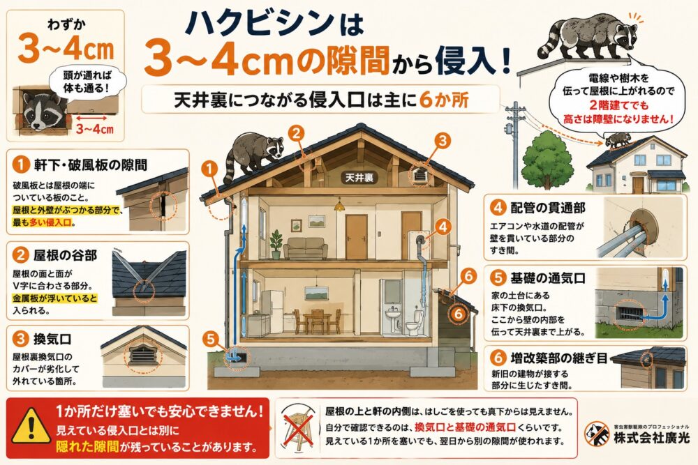 ハクビシン3~4㎝の隙間で侵入