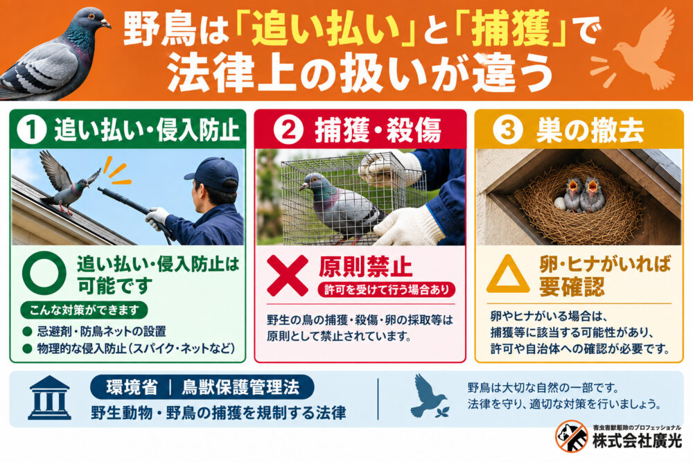 野鳥駆除の違法性｜巣の撤去はOK？罰則と自分でできる合法な対策を解説
