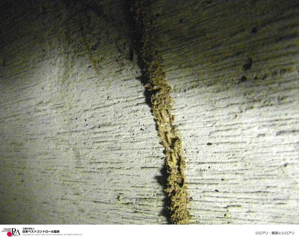 シロアリが1匹いたら何匹いる？