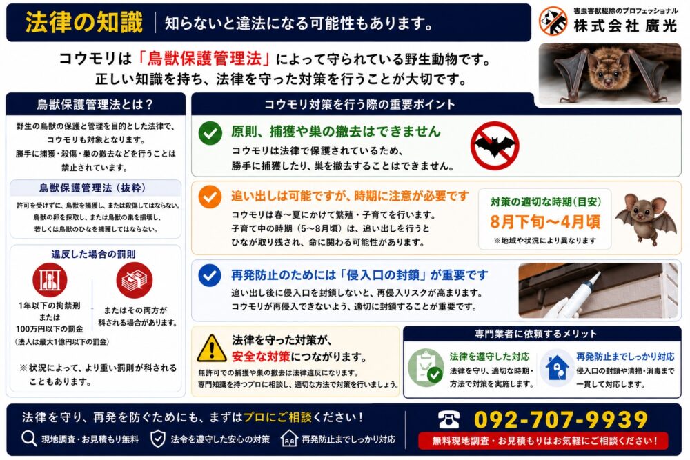 知らないと罰金！コウモリ駆除に関する法律の知識