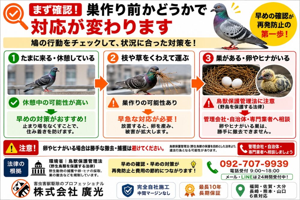 ベランダの鳩（ハト）を撃退｜二度と来ない対策と自分でできる駆除方法