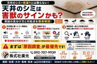 天井のシミは害獣かも？原因の見分け方と対処法・放置リスクまで徹底解説