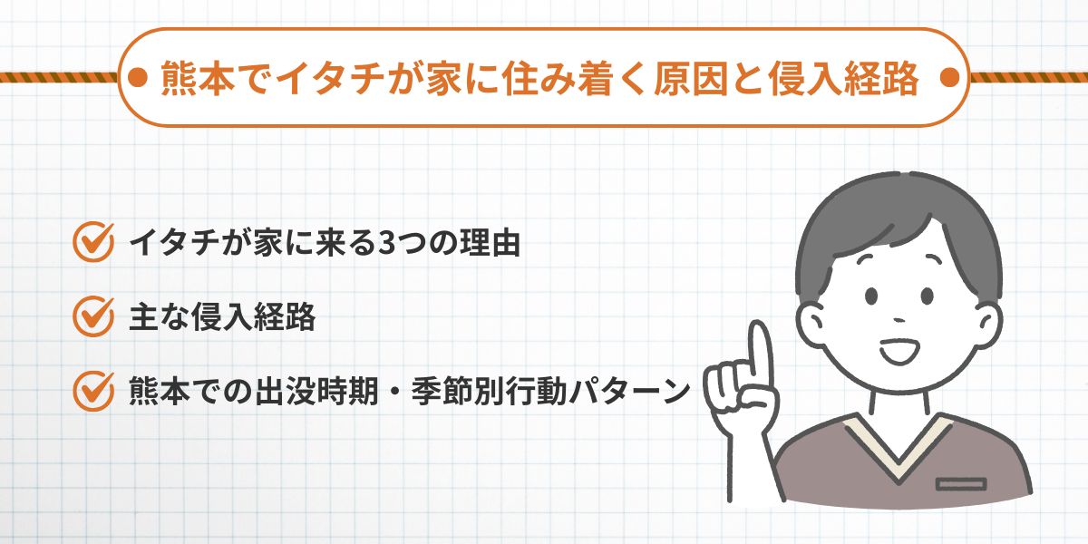熊本でイタチが家に住み着く原因と侵入経路
