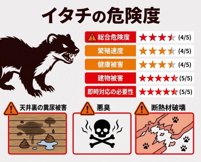 イタチは放置厳禁｜鳥獣保護管理法対象・強烈な悪臭とダニ大量発生の害獣です