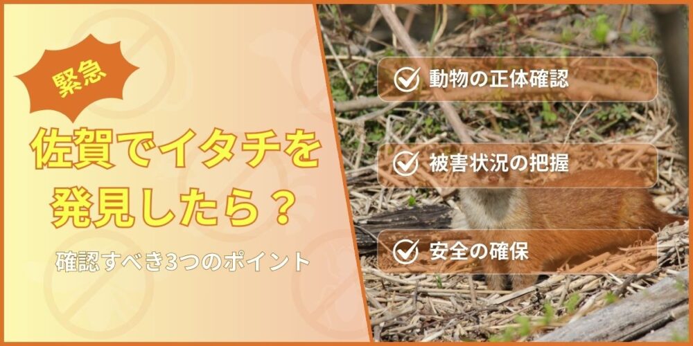 【緊急】佐賀でイタチを発見したらまず確認すべき3つのポイント
