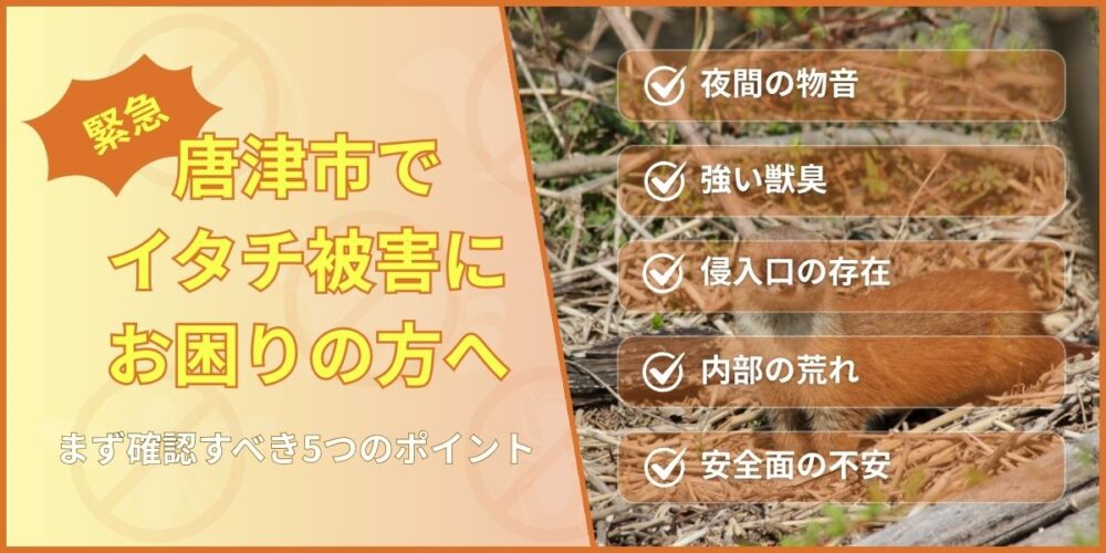 【緊急】唐津市でイタチ被害にお困りの方へ｜まず確認すべき5つのポイント