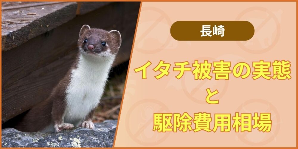 長崎のイタチ駆除おすすめ業者と費用相場｜最長10年保証の再発対策工事