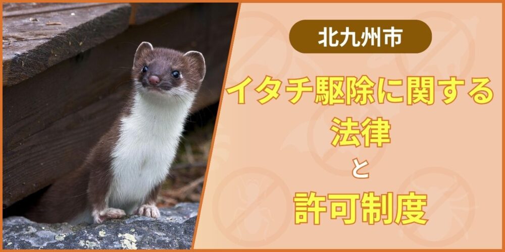 【重要】北九州市でイタチ駆除に関する法律と許可制度を完全解説