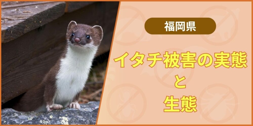 福岡県のイタチ被害の実態と生態