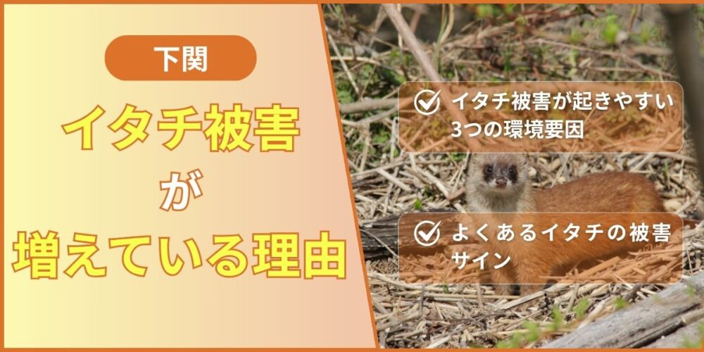 下関イタチ被害が増える理由