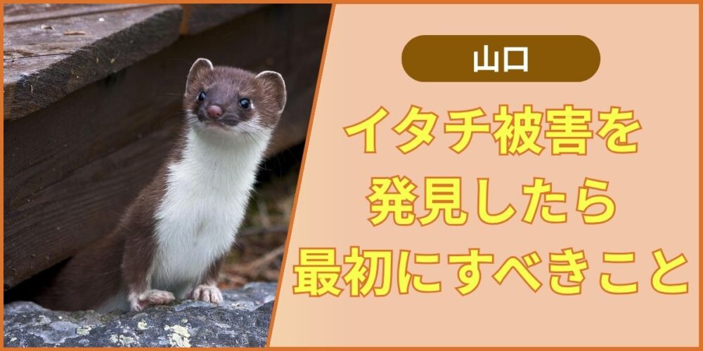 イタチ被害を発見したら最初にすべきこと