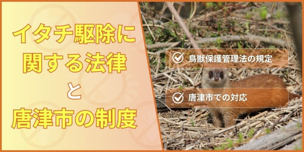イタチ駆除に関する法律と唐津市の制度