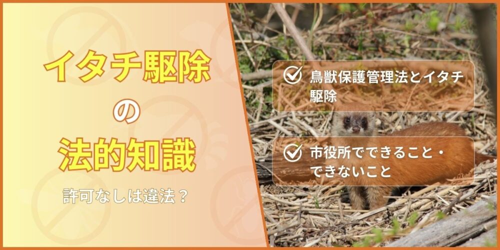 イタチ駆除の法的知識｜許可なしは違法？
