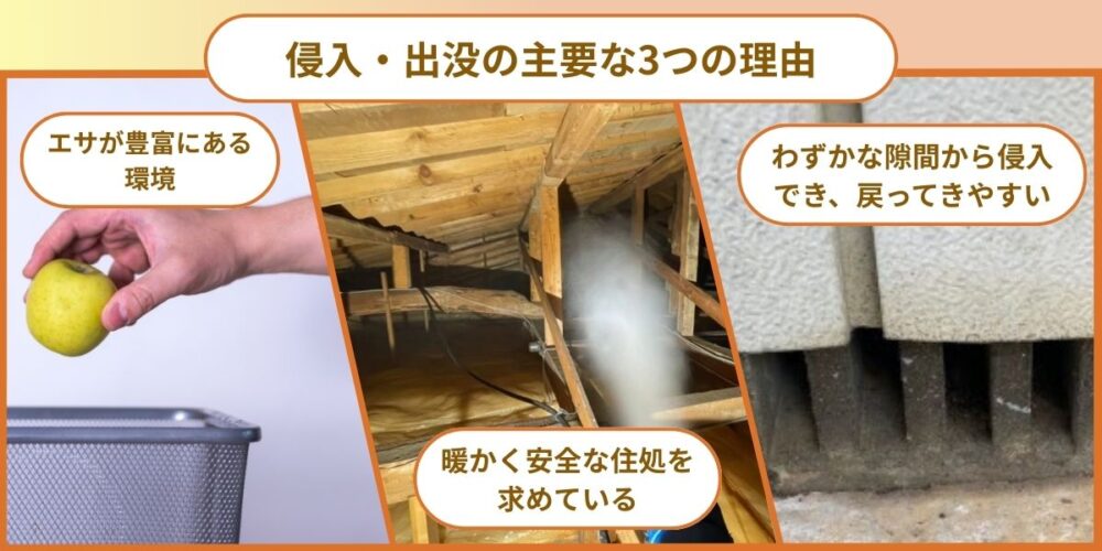 侵入・出没の主要な3つの理由