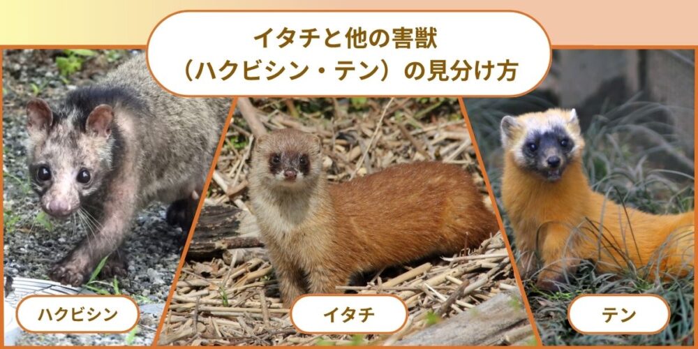 イタチと他の見分け方