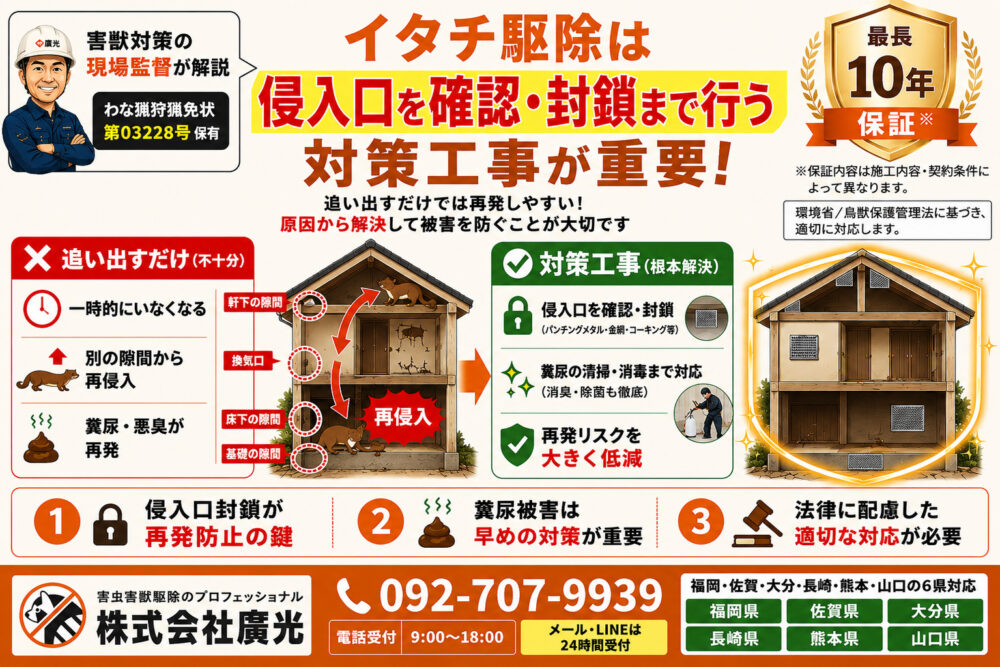 イタチ駆除の完全ガイド｜自力対策から業者選びまで専門家が解説