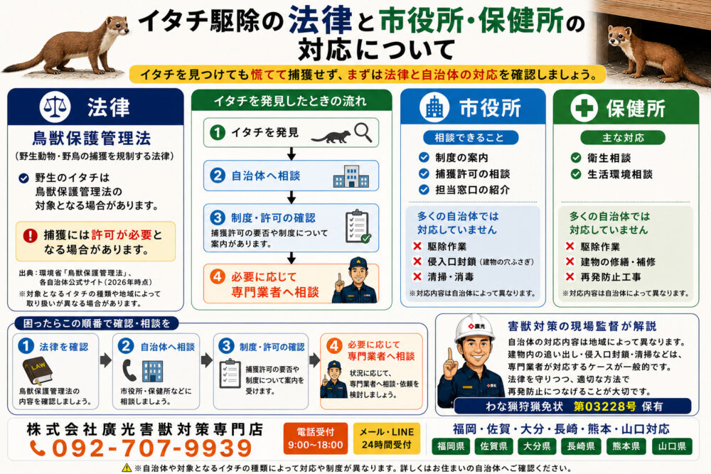 イタチ駆除の法律と市役所・保健所の対応について