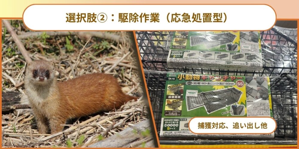 選択肢②：駆除作業（応急処置型）
