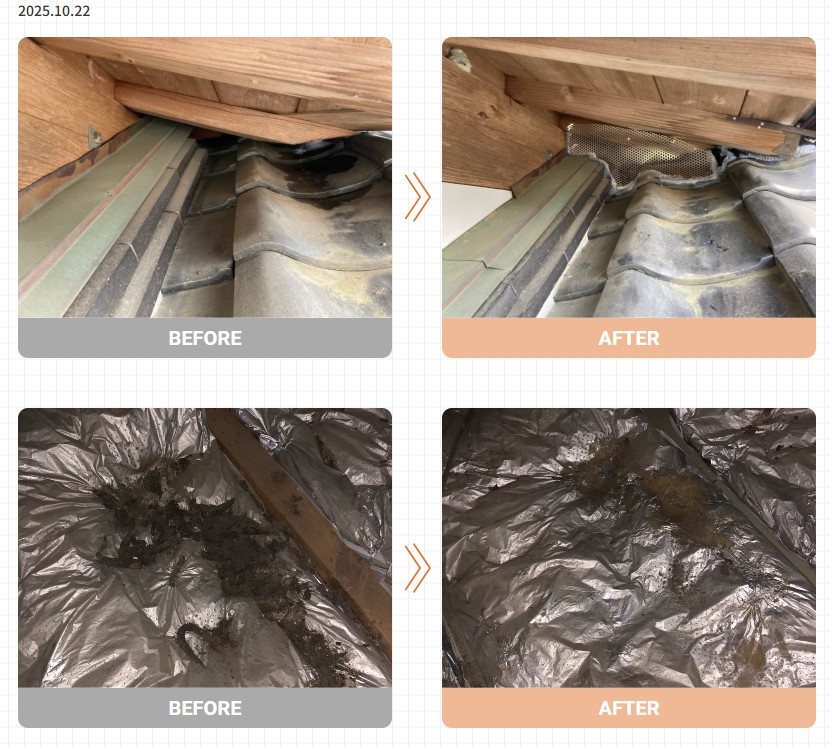 イタチ駆除実績