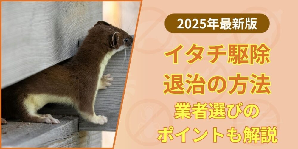 イタチ駆除の完全ガイド｜自力対策から業者選びまで専門家が解説