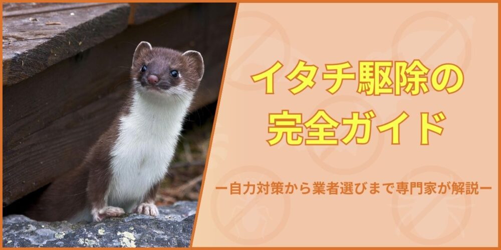 イタチ駆除の完全ガイド｜自力対策から業者選びまで専門家が解説