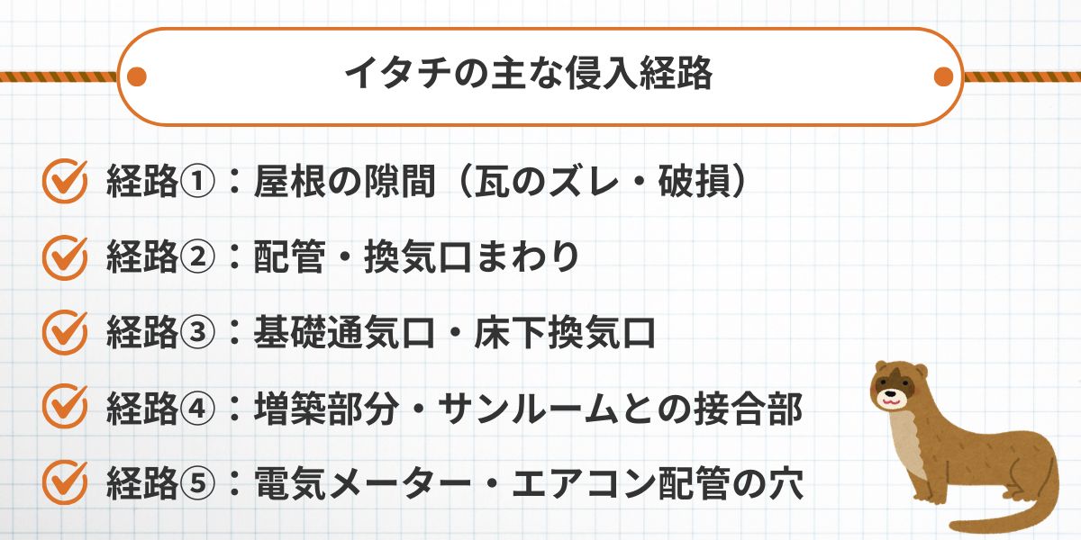 イタチの主な侵入経路