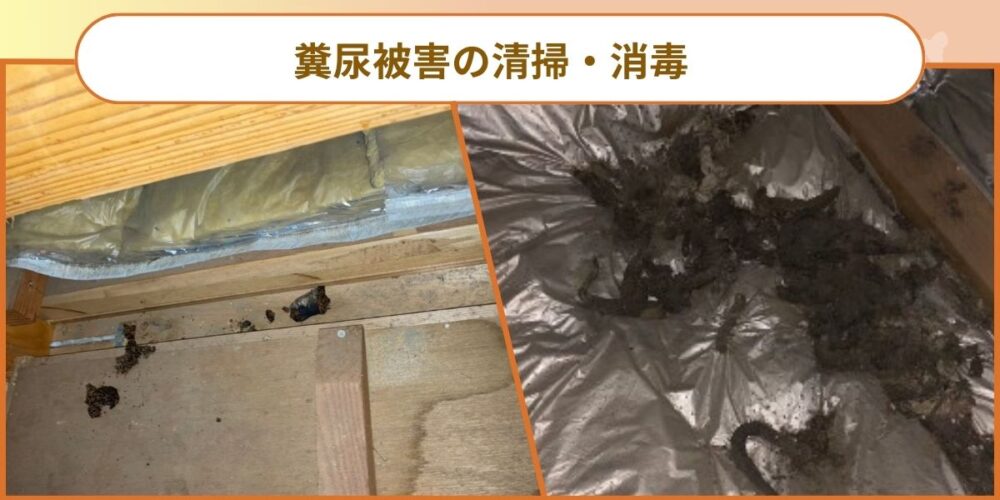 北九州コウモリ‐ステップ3清掃