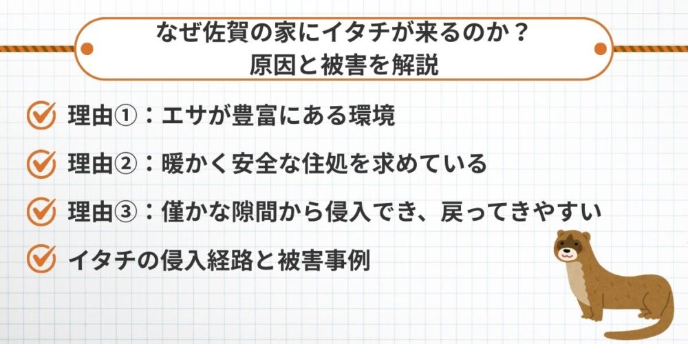 なぜ佐賀の家にイタチが来るのか？原因と被害を解説