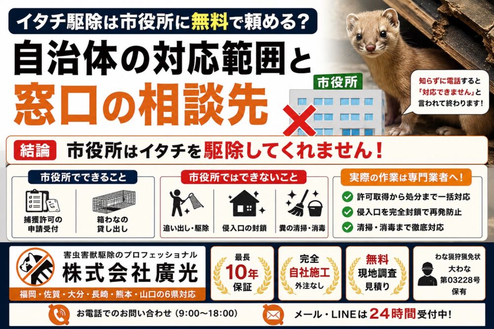 イタチ駆除は市役所に頼める？自治体の対応範囲と相談窓口について解説