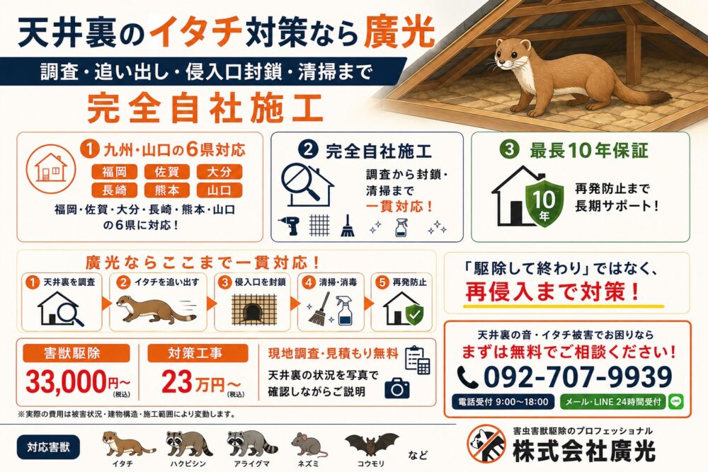 天井裏のイタチ対策なら株式会社廣光害獣対策専門店